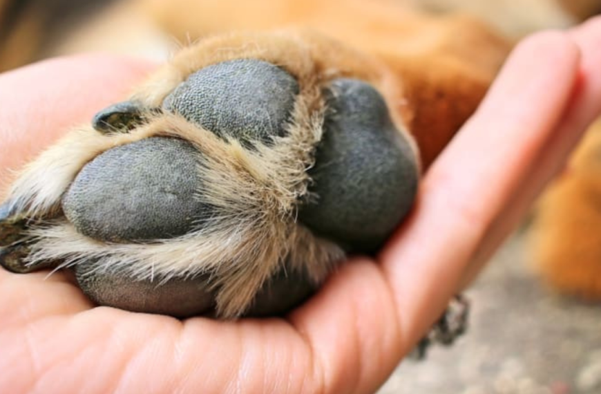 cut on dogs foot